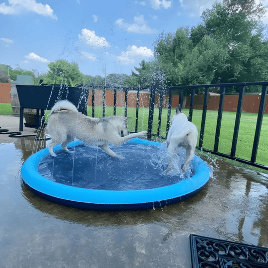 Piscine à Jets d'Eau pour Chien