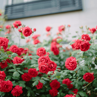 Graines de rosier à planter