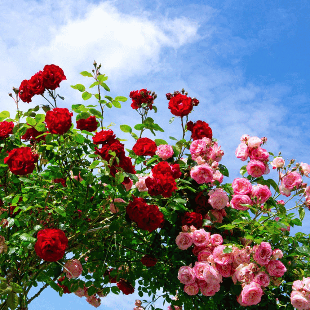 Graines de rosier à planter