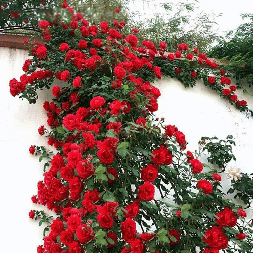 Graines de rosier à planter