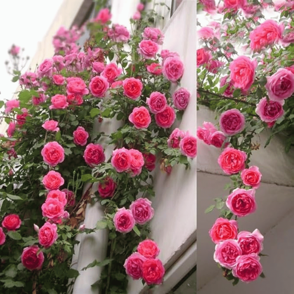 Graines de rosier à planter