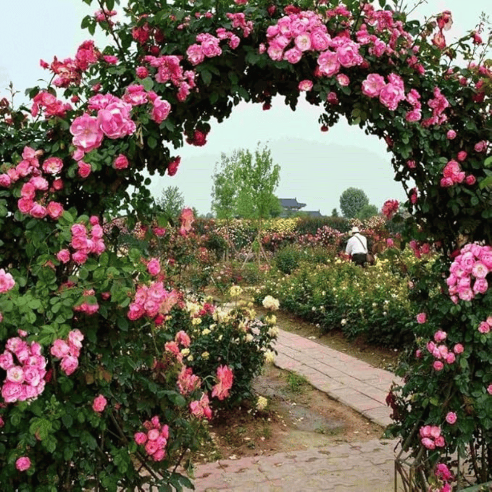 Graines de rosier à planter