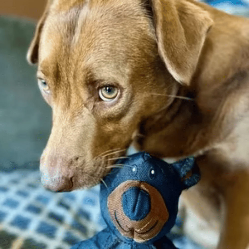Ours en peluche indestructible