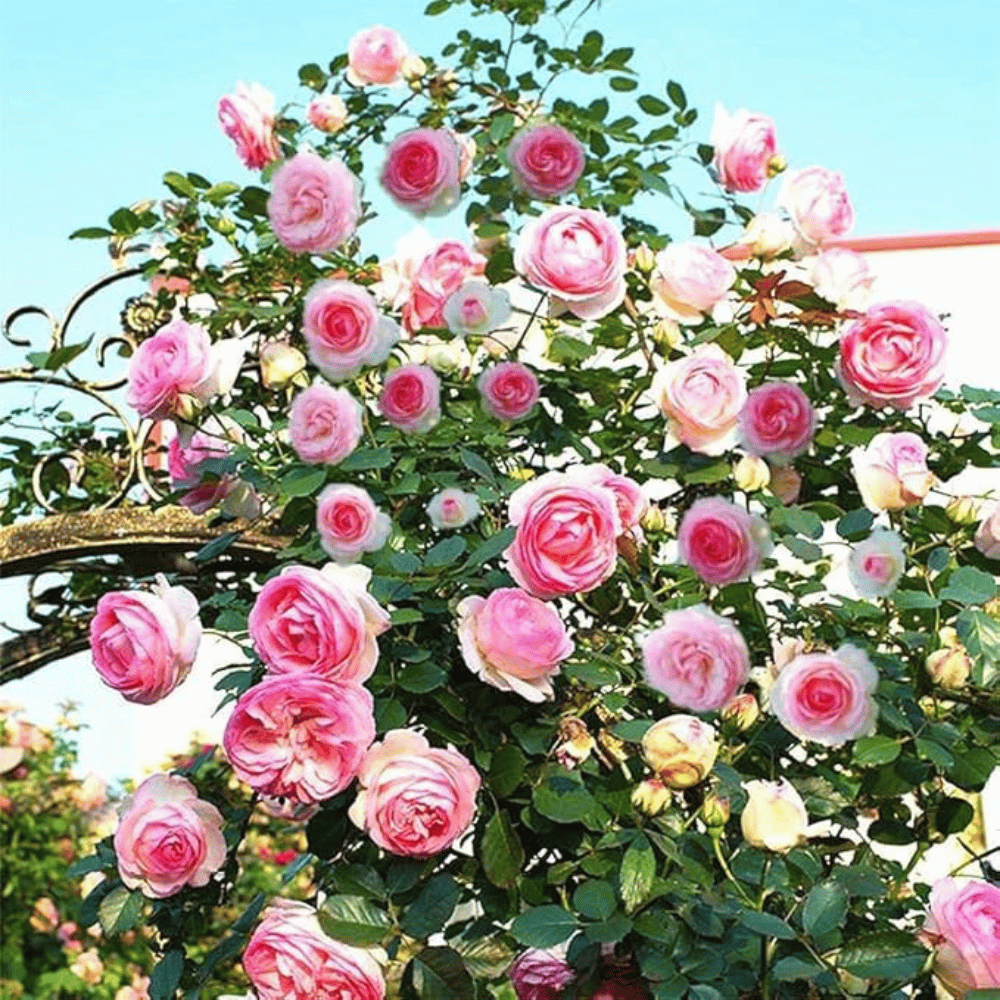 Graines de rosier à planter