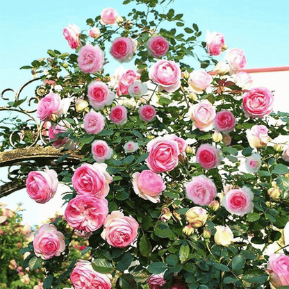 Graines de rosier à planter